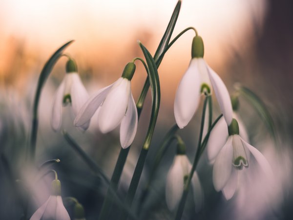 Весна подснежники