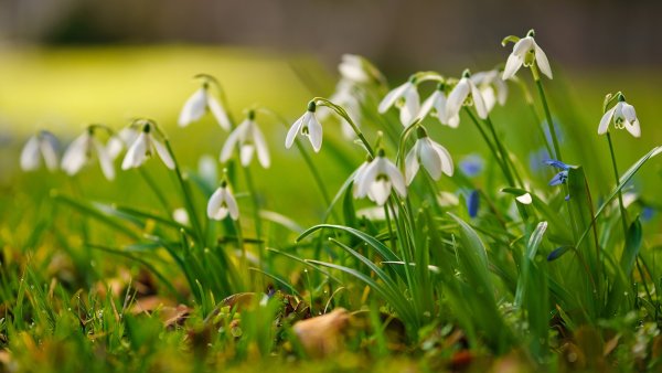 Весна подснежники