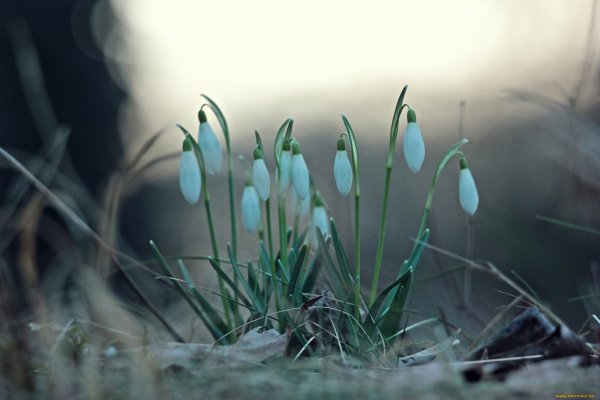 Подснежники Минимализм
