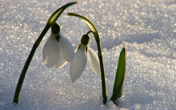 Подснежники Snowdrops