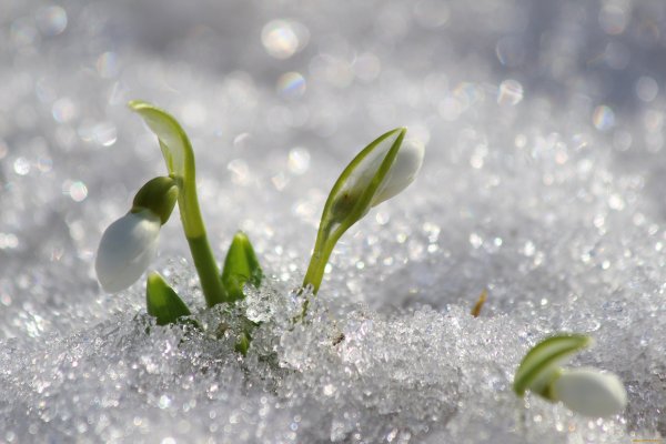 Соловьева Подснежник