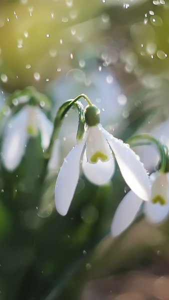 Подснежник Сибирский