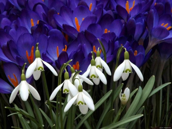 Подснежники цветы ранние