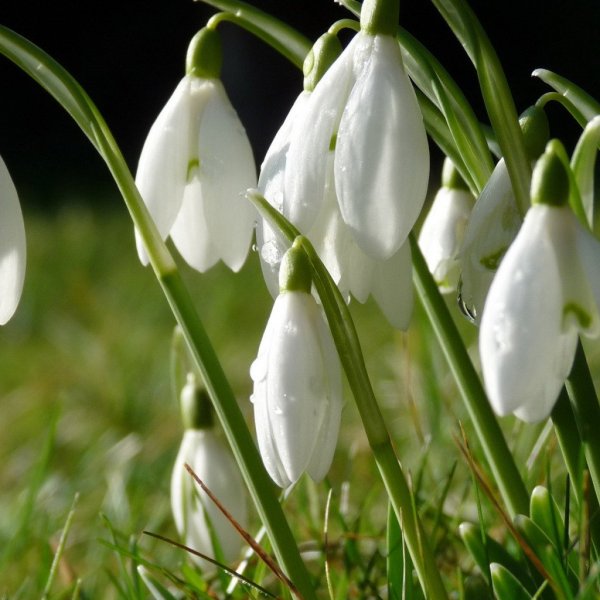 Первоцветы (подснежники, крокусы, гиацинты).