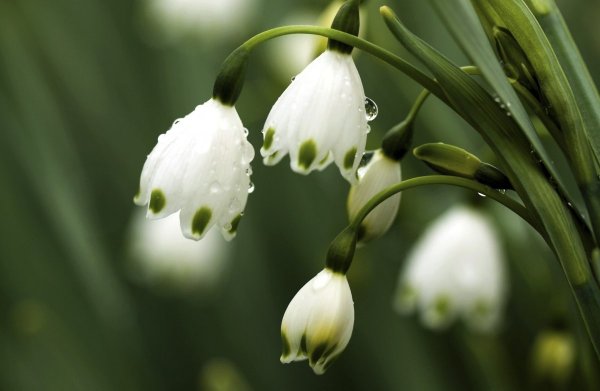 Ветреница и сон трава