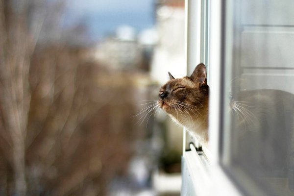 Кот выглядывает из окна