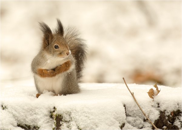 С добрым утром Весна