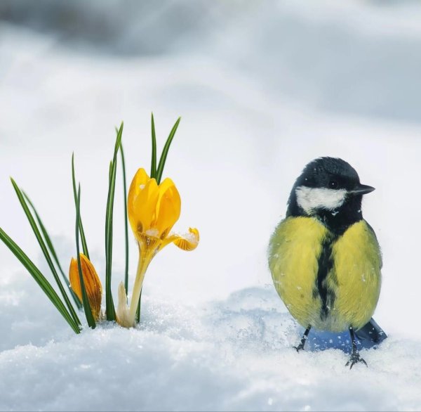 Открытка где Весна