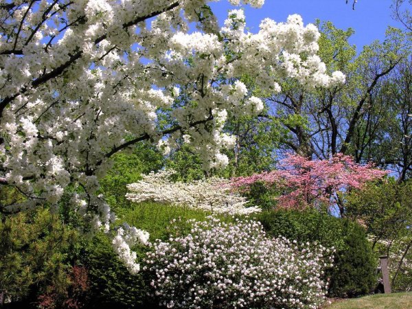 Весна цветение садов