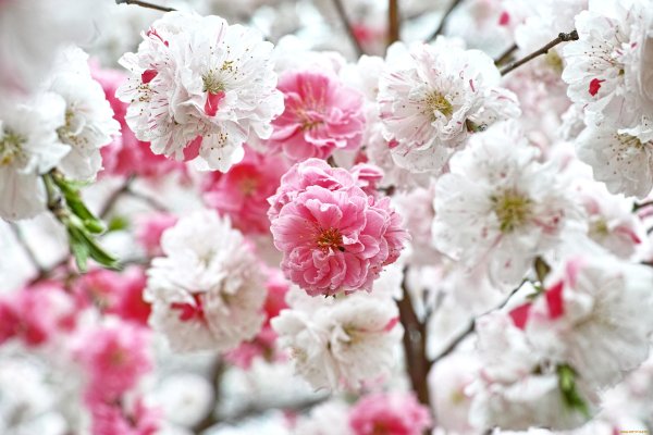 Бело розовые цветы