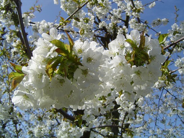 Весна короткие