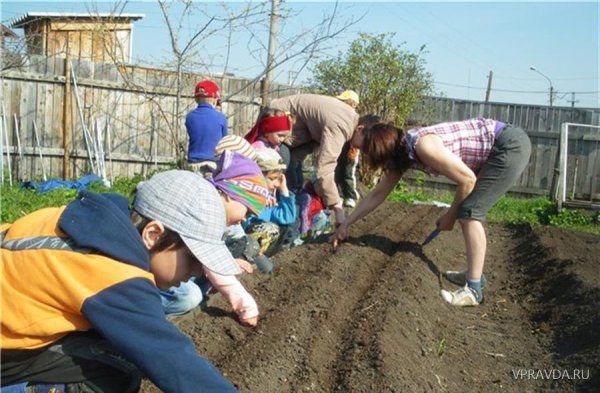 Работа в огороде рисунок