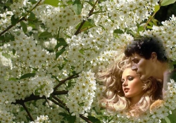 Сирень любовь