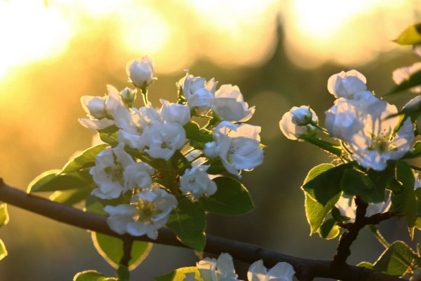 Цветущая черемуха