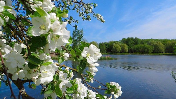 Цветение Сакуры и девушка