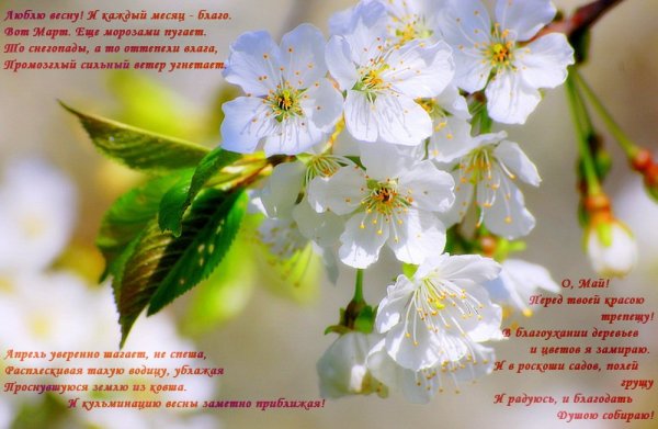 Девушка в весеннем саду