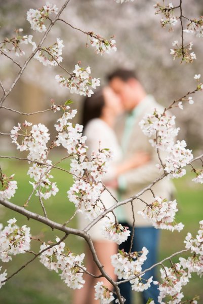 Ветка Сакуры над водой