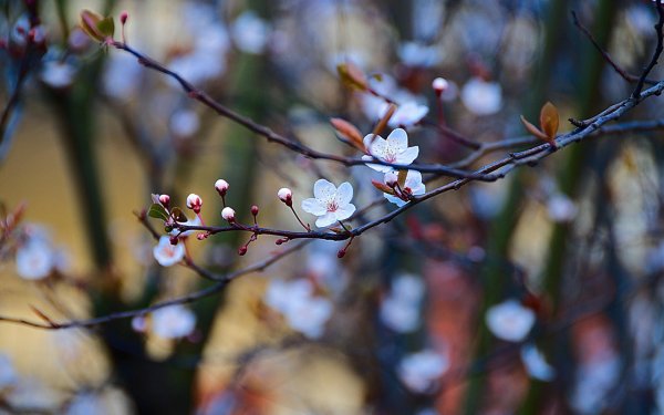 Цветущие деревья в апреле