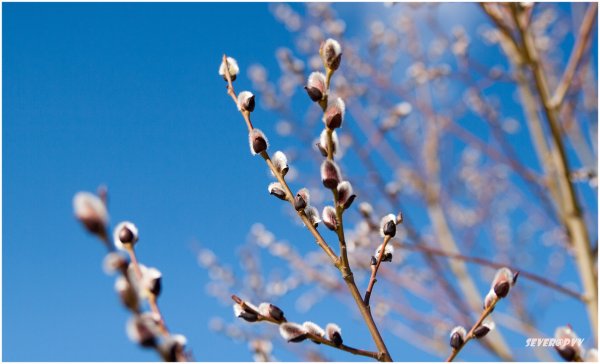 Распускание вербы почек