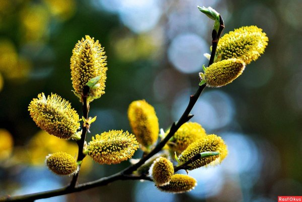 Цветущая Верба