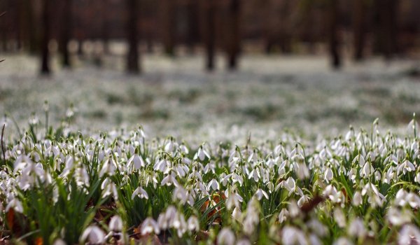 Поляна подснежников в лесу