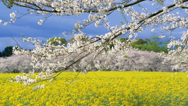 Ранняя Весна природа