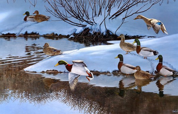 Утки в пруду