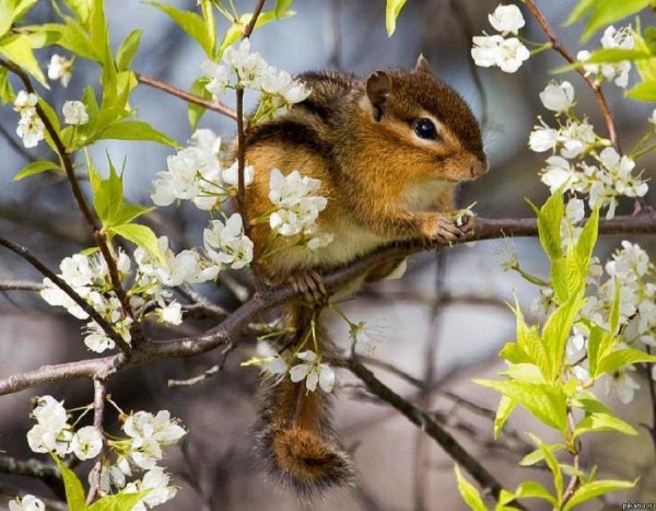 Животные и птицы зимой