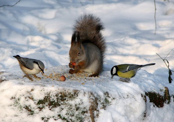 Птицы для уголка природы