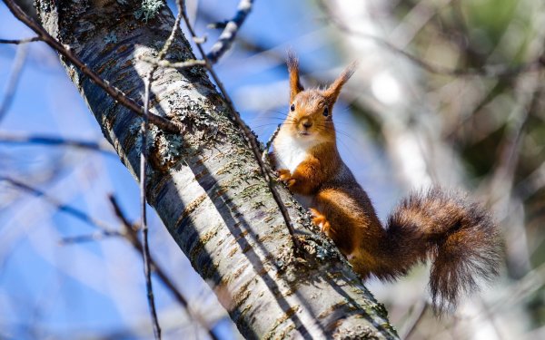 Лесные животные для дошкольников