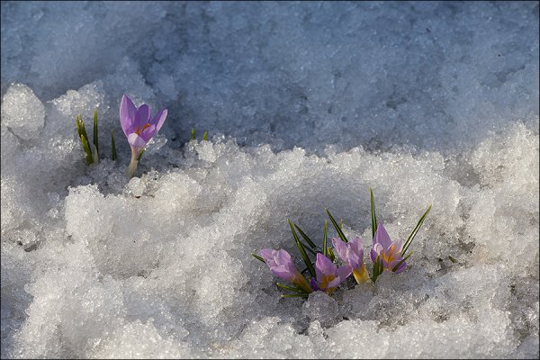 Последний снег