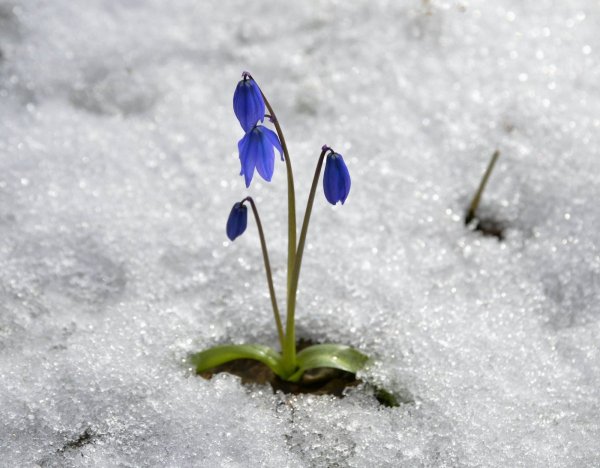 Аврин Александр Леонидович художник