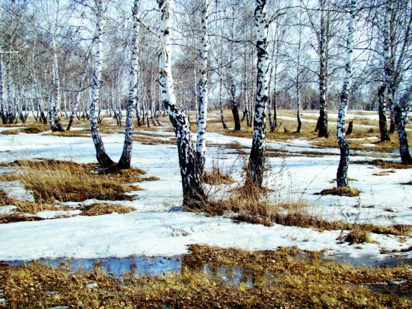 Подснежники под снегом