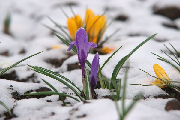Весна тает снег