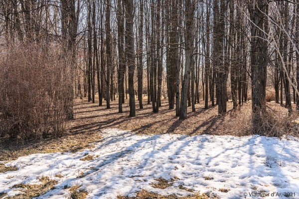 Первые цветы на проталинах