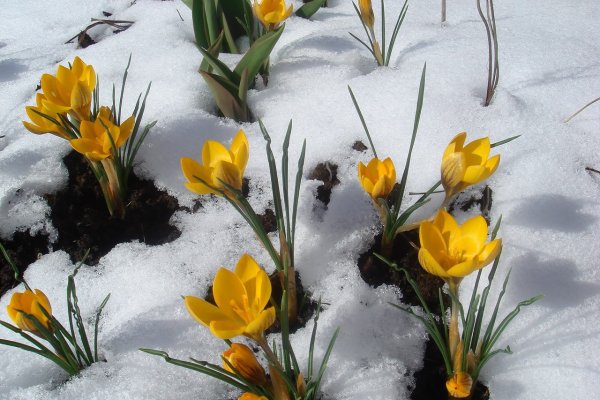 Из под снега