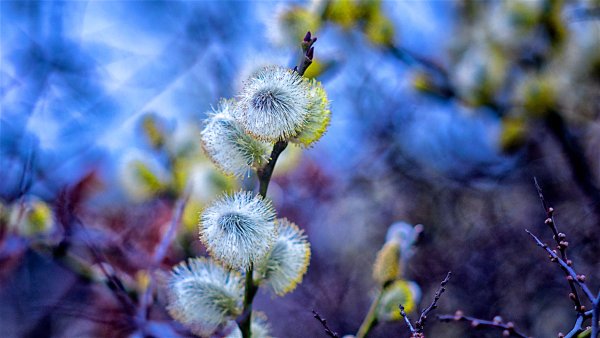 Ранняя Весна макро