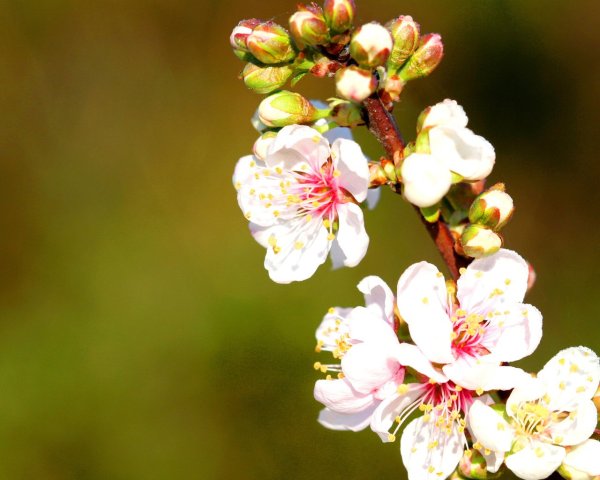 Ветка Сакуры