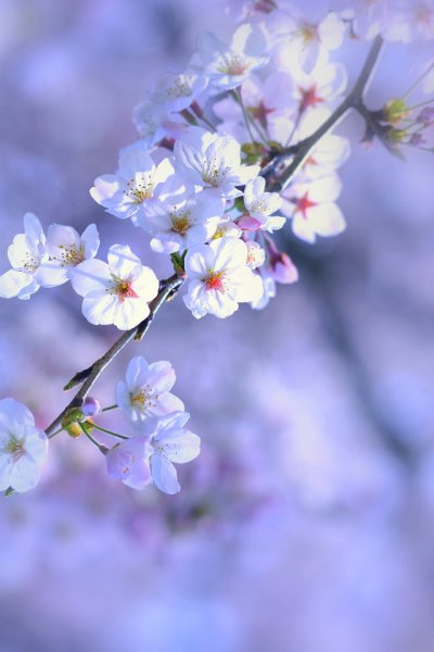 Весенний фон