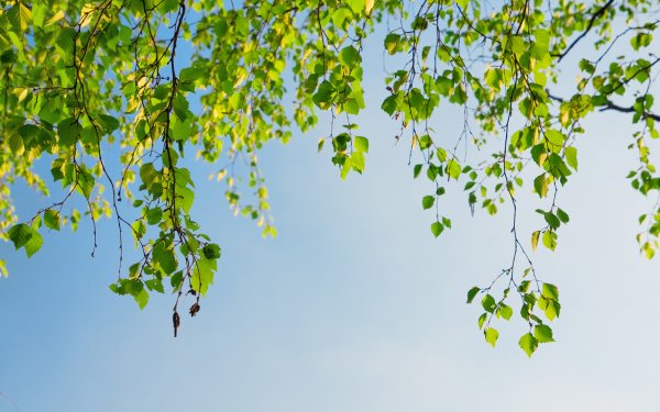 Обои на телефон цветы красивые