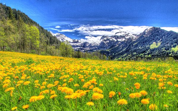 Весна птицы