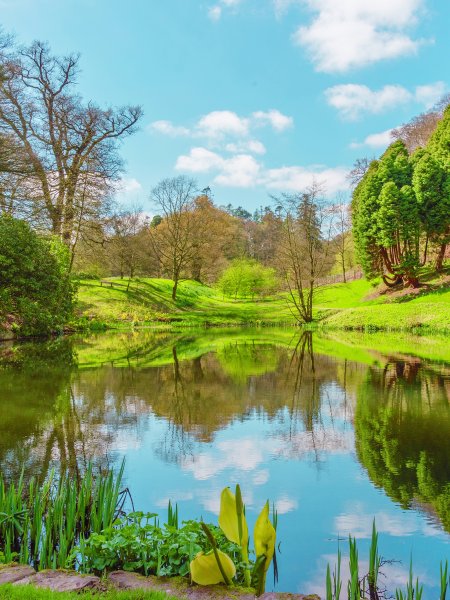 Летняя Поляна с цветами