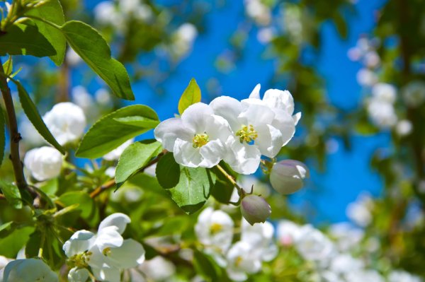 Цветущая яблоня фото