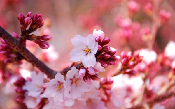 Вишня черри блоссом