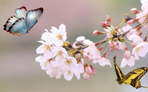 Ветка Сакуры