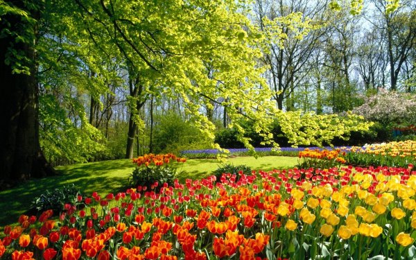 Цвета в природе