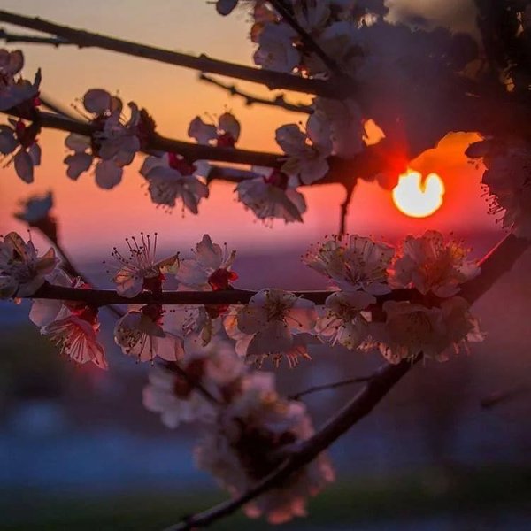 Природа закат