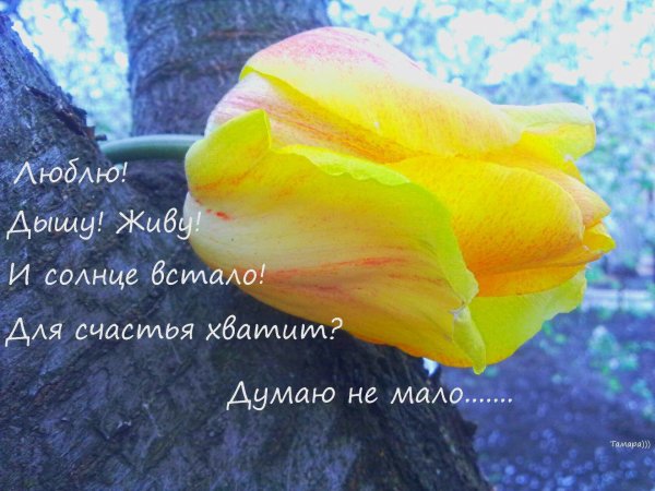 Живу дышу и солнце встало для счастья