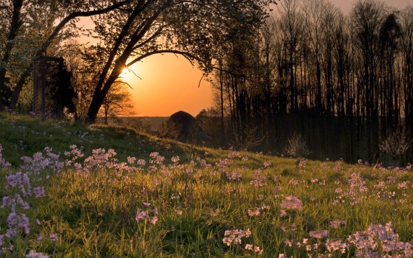 Летняя ночь