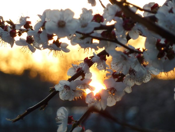 Весенняя ночь